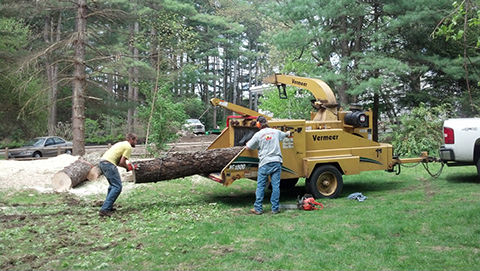 Tree Service Framingham, MA