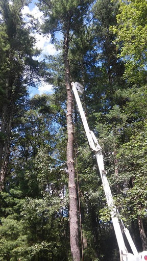 Tree Removal Wayland MA
