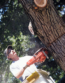 Tree Service Weston, MA